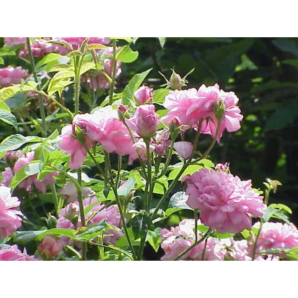 eau florale de rose de damas